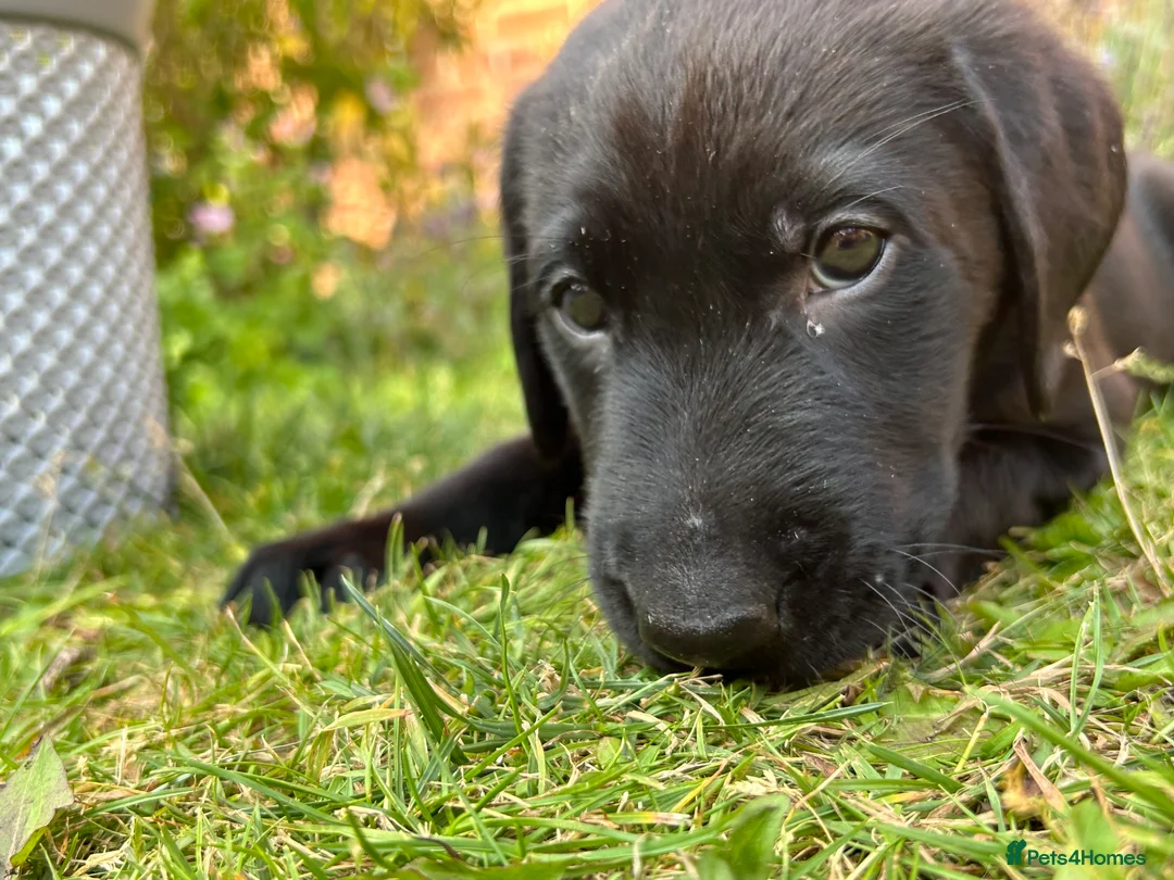 Labrador Retriever dogs for sale: Last two pups left from a stunning KC litter - Advert 2