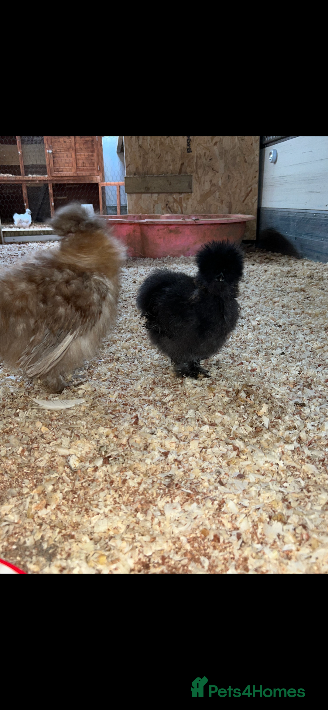 Chickens poultry for sale: Unhatched pure bred silky chicken eggs  - Advert 4