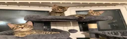 British Shorthair cats for sale: Gorgeous British short haired tabby’s & calicos  - Advert 14