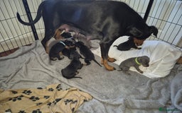 Dobermann dogs for sale: ⭐️⭐️⭐️⭐️⭐️x1Top bloodline.Dobermann puppy - Image 8