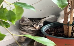 Mixed Breed cats for sale: Kittens  - Image 28