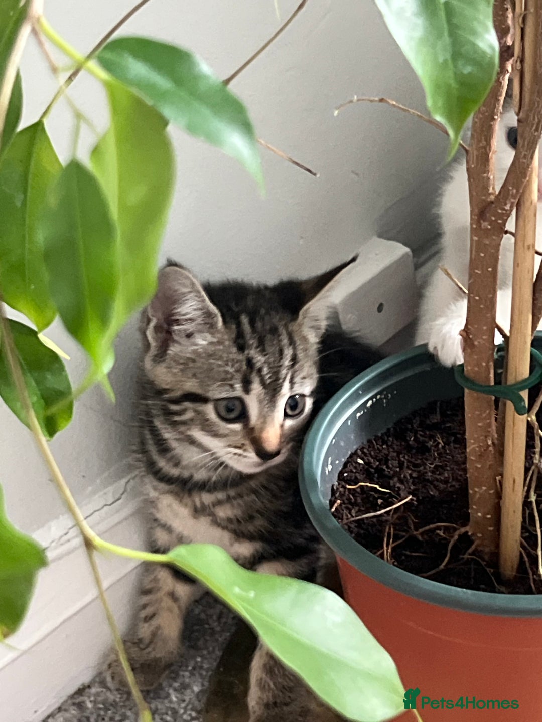 Mixed Breed cats for sale: Kittens  - Image 28