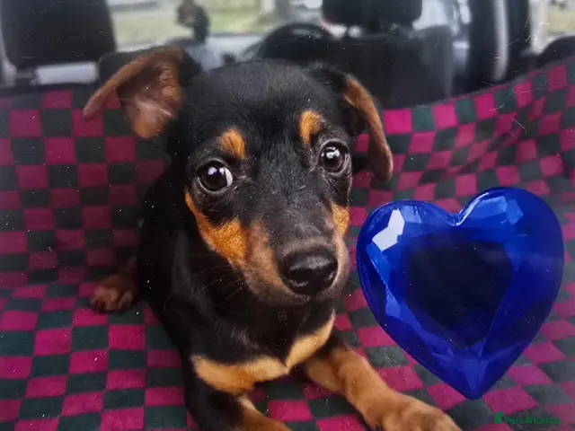 Jack Russell dogs for sale: Jack Russell puppy’s - Advert 12