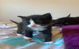 Mixed Breed cats for sale: Beautiful family friendly kittens - Image 4