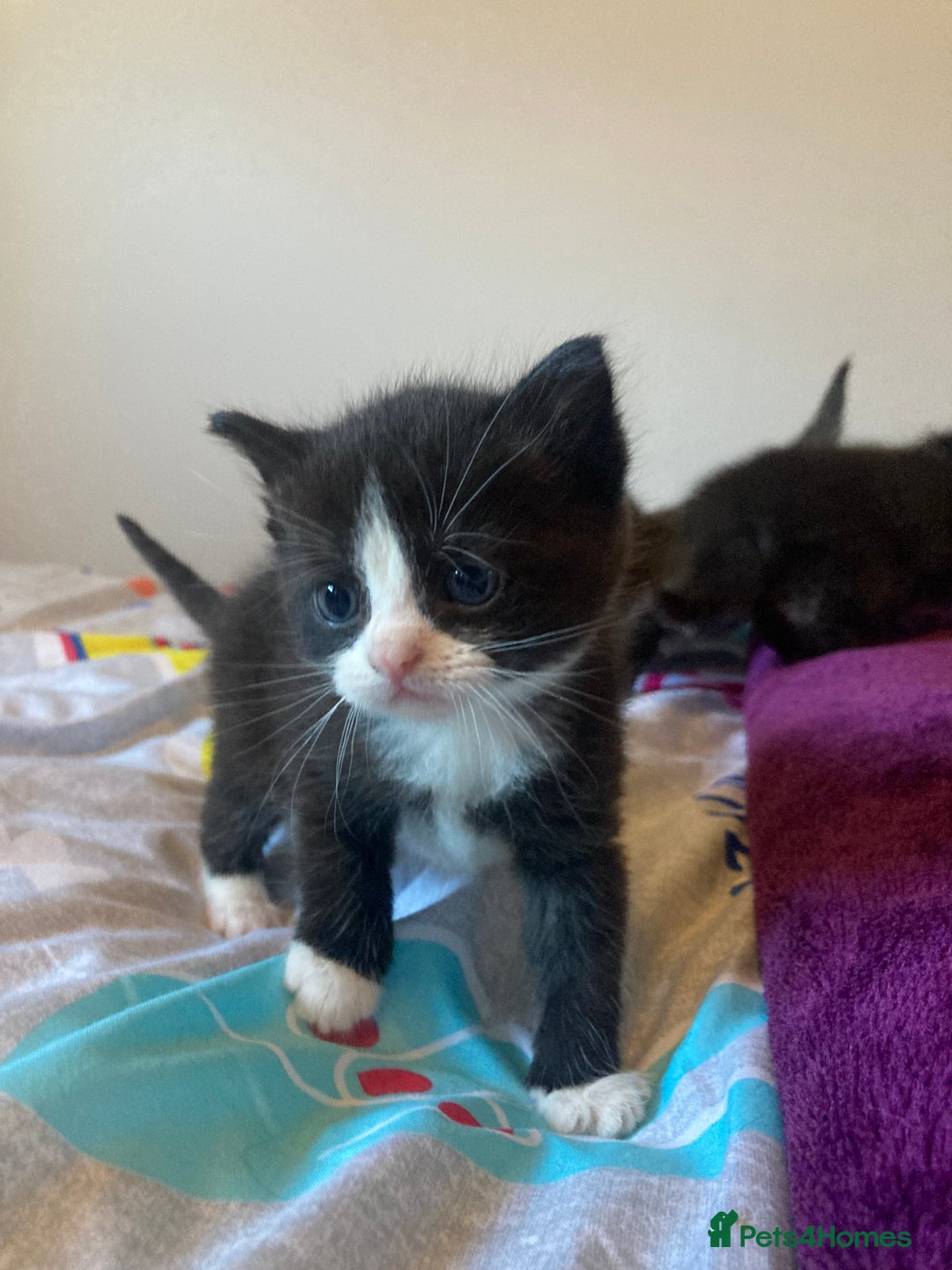 Mixed Breed cats for sale: Beautiful family friendly kittens - Image 4
