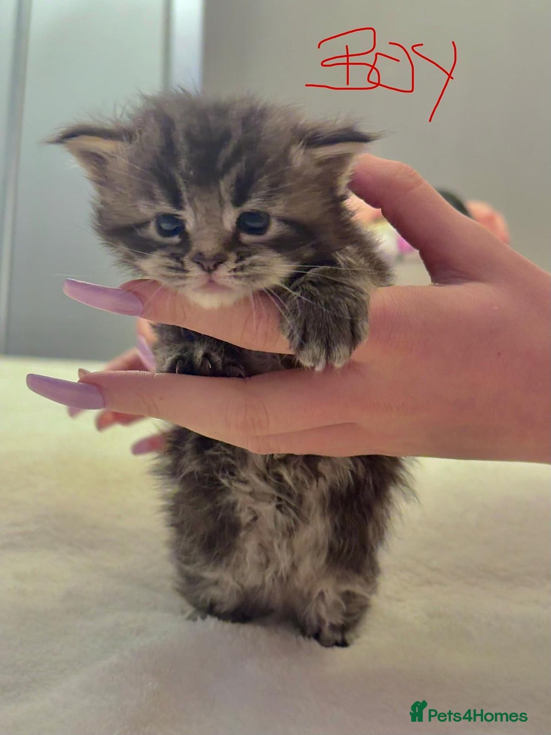 Maine Coon cats for sale: Full breed gorgeous Mainecoon kittens ready Jan 31 - Advert 12