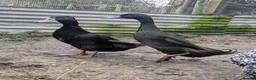 Mixed Breed poultry for sale: 2 runner duck drakes rehome in Tunbridge Wells - Advert 3