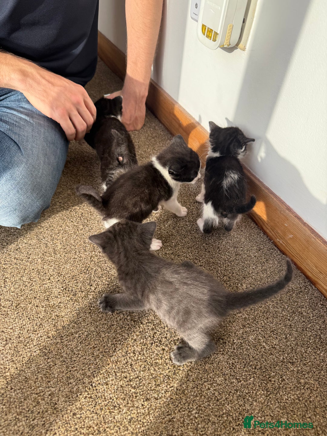 Mixed Breed cats for sale: Kittens for sale  - Image 6