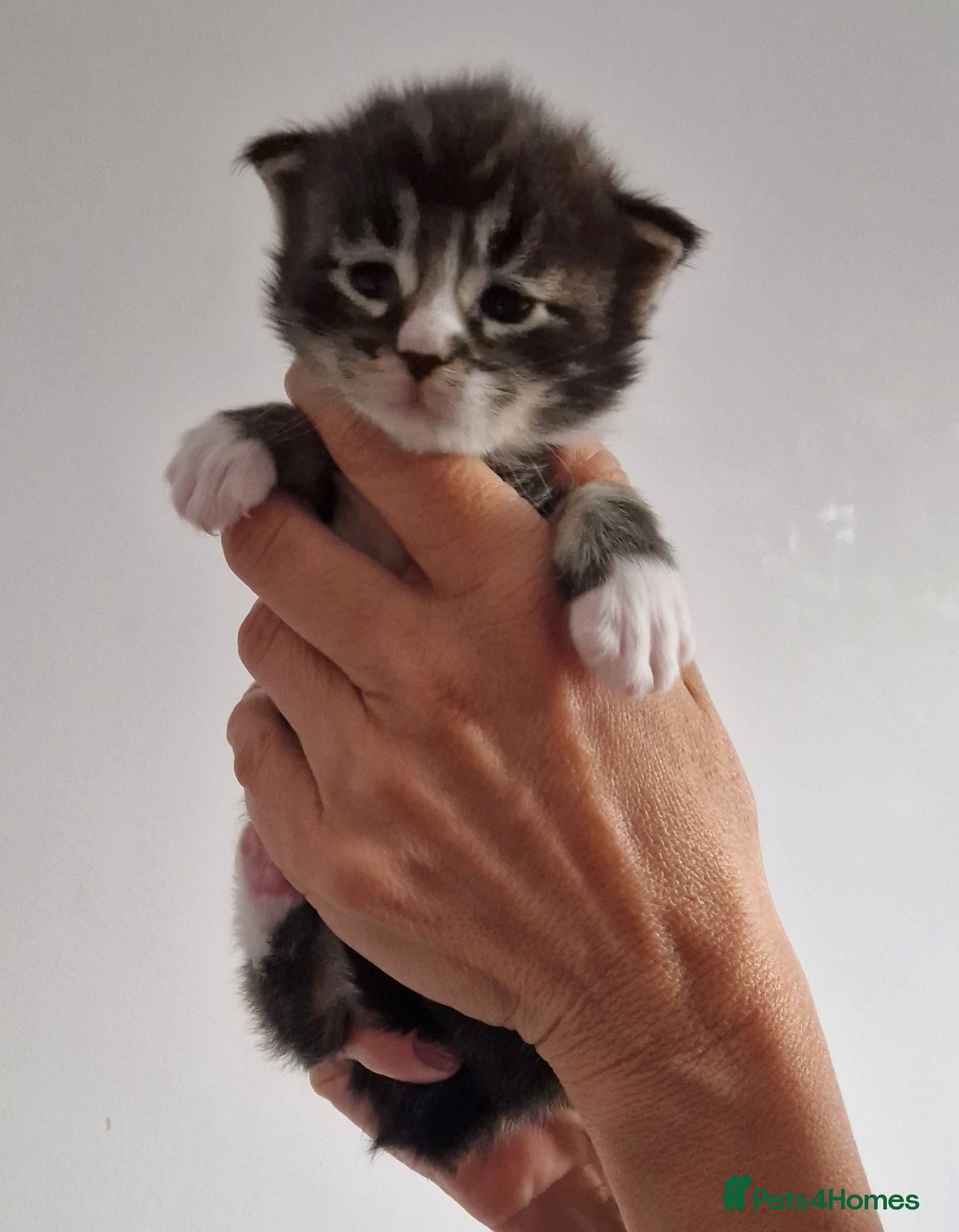 Maine Coon cats Pedigree XXL mainecoon kittens  - Advert 2