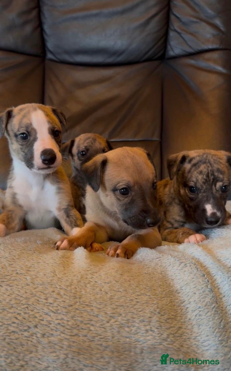 Whippet dogs Gorgeous well natured whippet puppies  - Advert 4