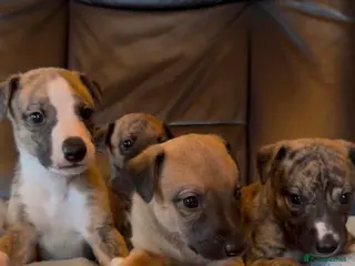 Whippet dogs Gorgeous well natured whippet puppies - Advert 4