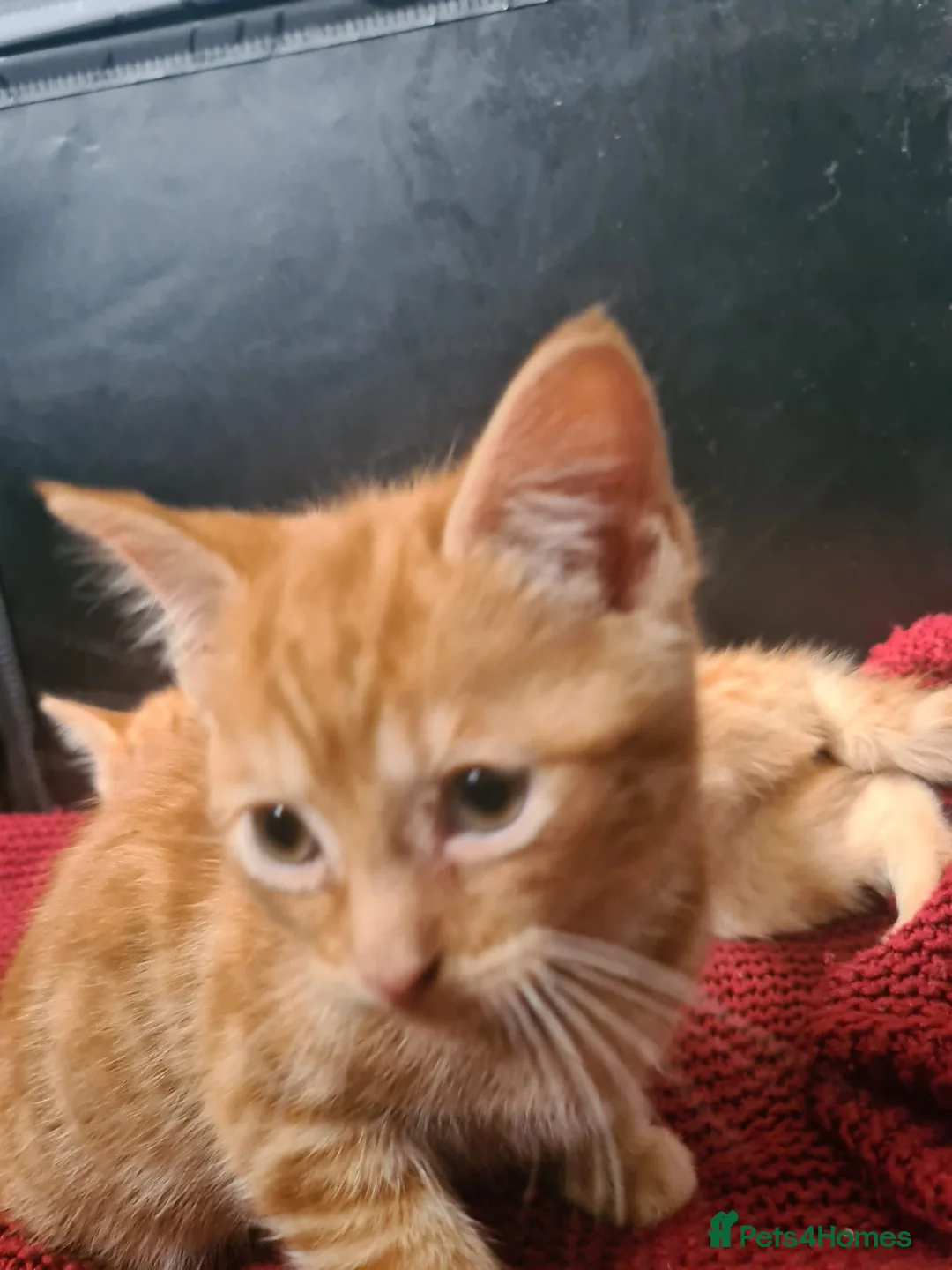 Mixed Breed cats for sale: Last ginger kittens for sale  - Advert 2