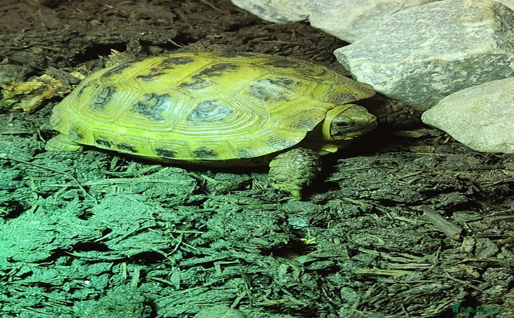 Hermann Tortoise reptiles - Advert 4