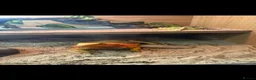 Bearded Dragon reptiles for sale: Reggie - Bearded Dragon  - Advert 5
