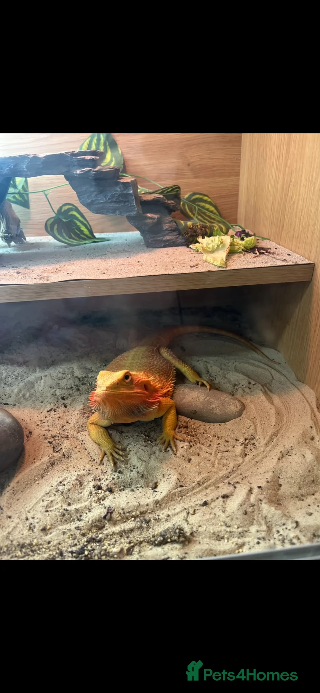 Bearded Dragon reptiles for sale: Reggie - Bearded Dragon  - Advert 5