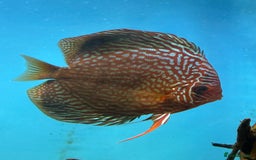 Discus fish for sale: 10 discus for sale due to house move - Advert 8