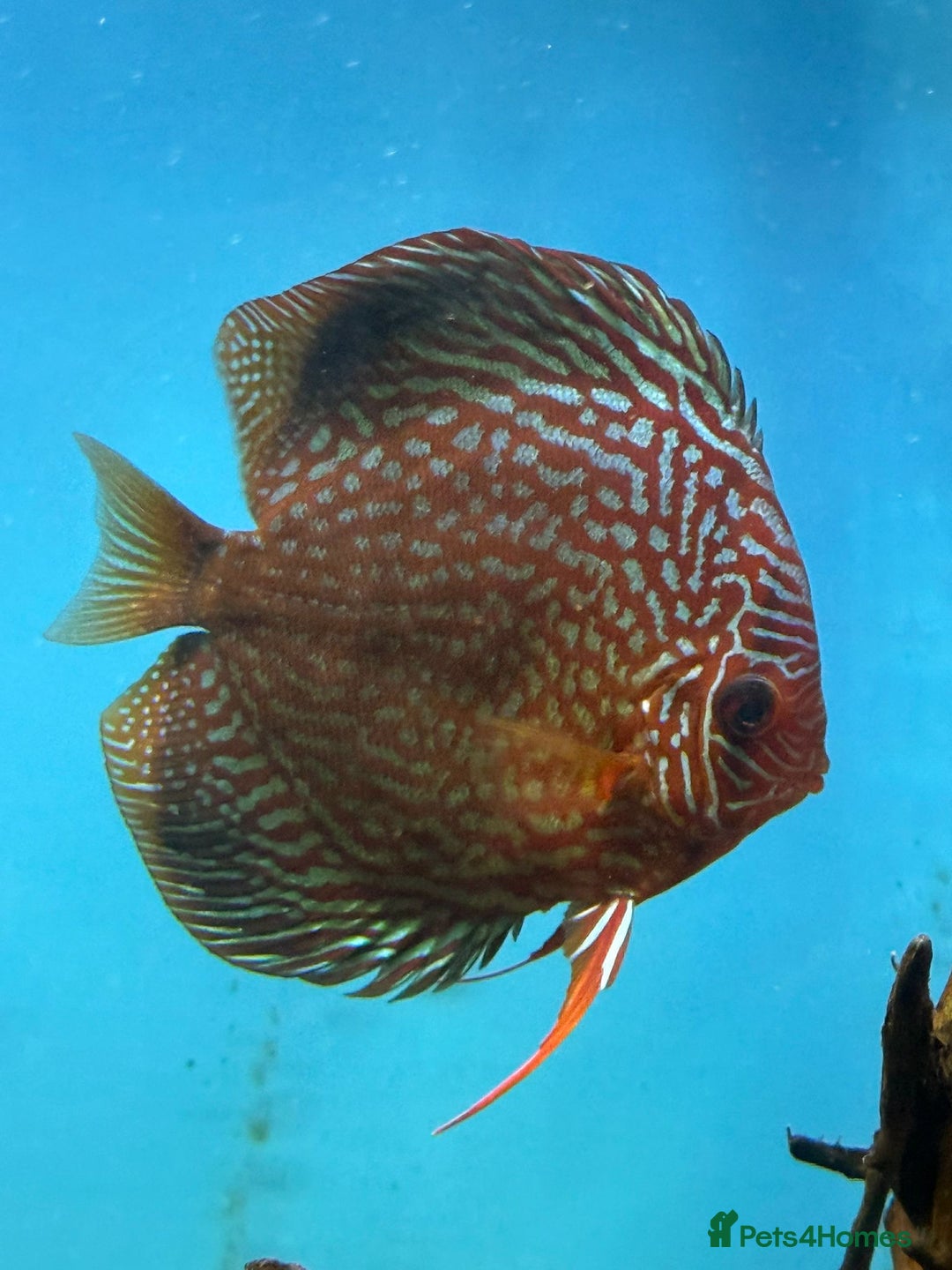 Discus fish for sale: 10 discus for sale due to house move - Advert 8