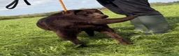 Labrador Retriever dogs for sale: Adult Bitch - Quality KC Chocolate Labrador  - Advert 10