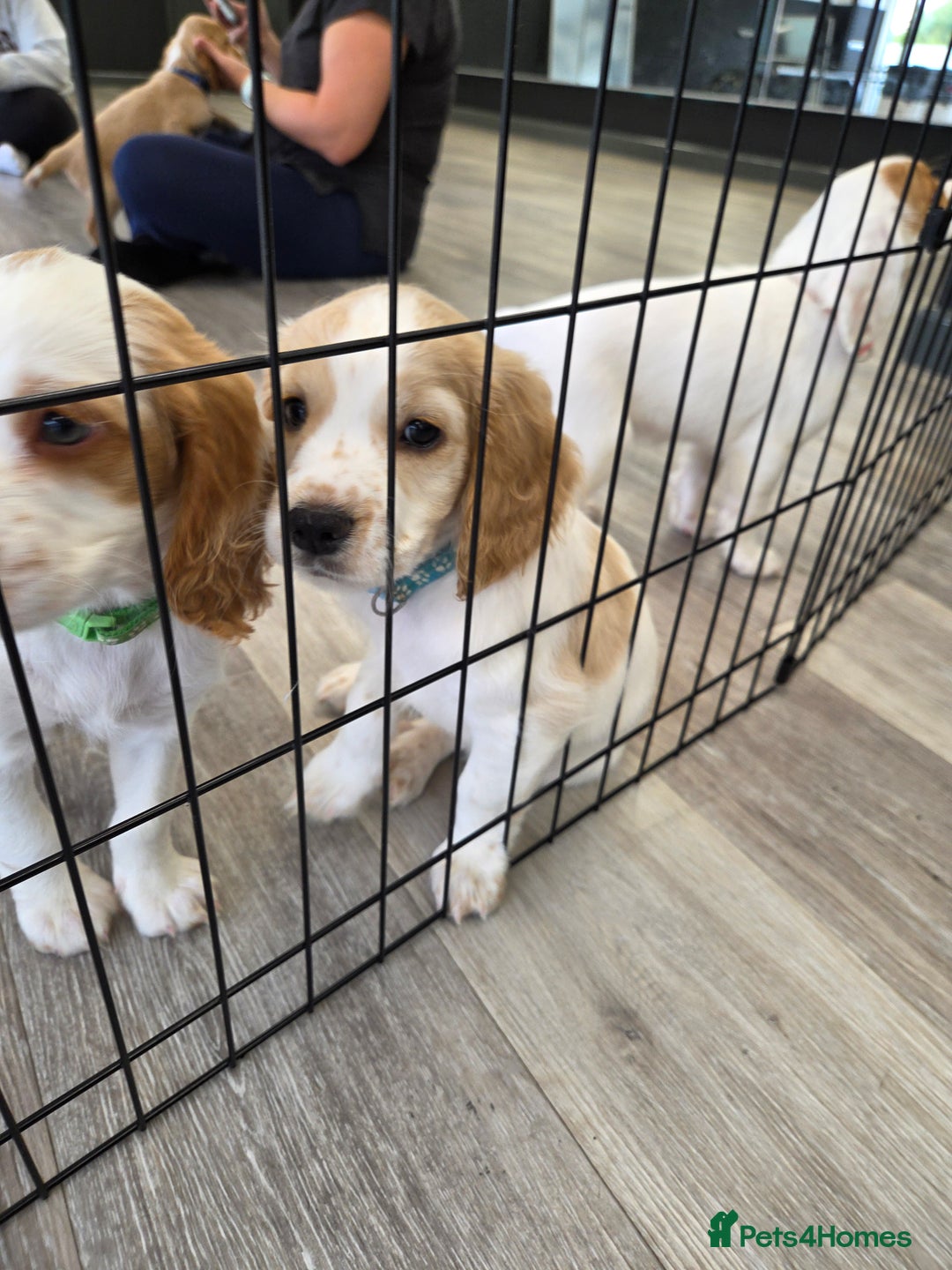 Cocker Spaniel dogs for sale: Cocker spaniels - Image 21