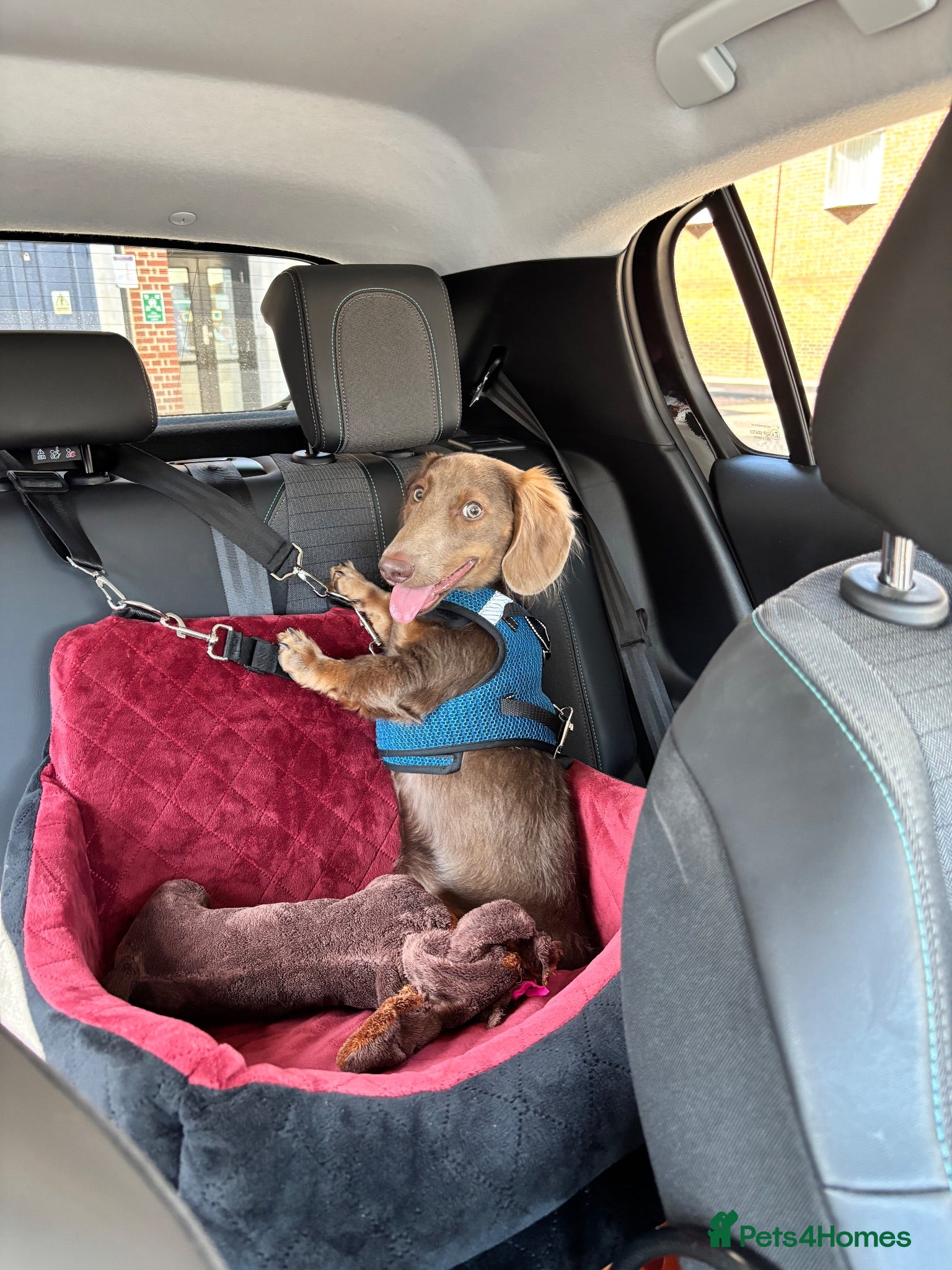 Dachshund dogs Lilac Tan long haired beautiful boy Dachshund  - Advert 1