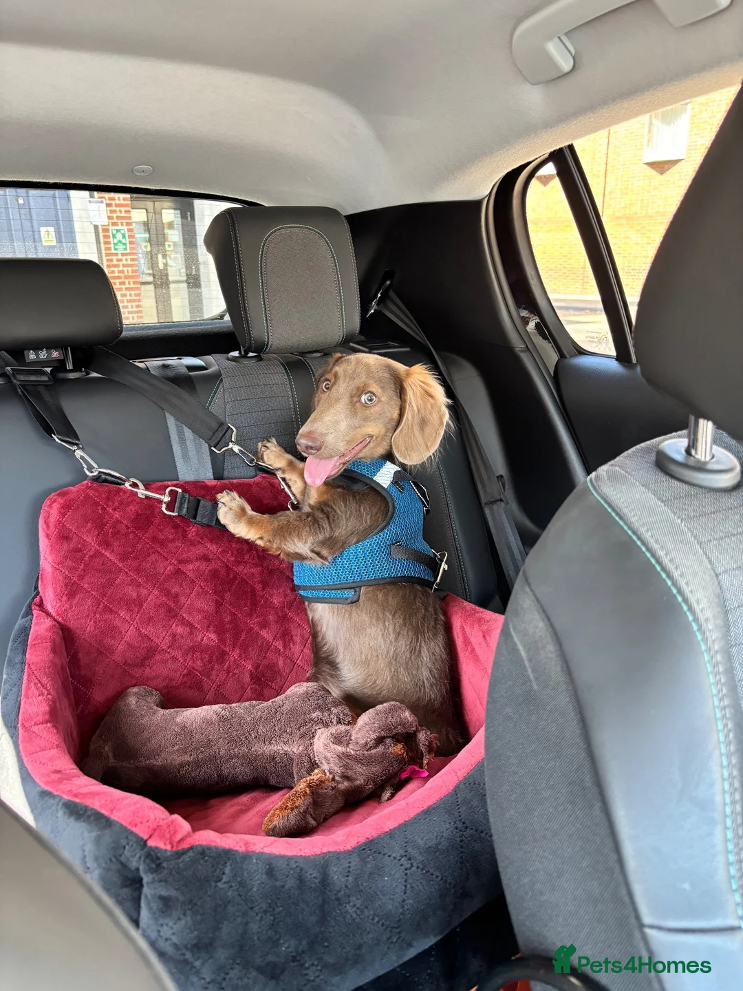 Dachshund dogs for sale: Lilac Tan long haired beautiful boy Dachshund  - Advert 1