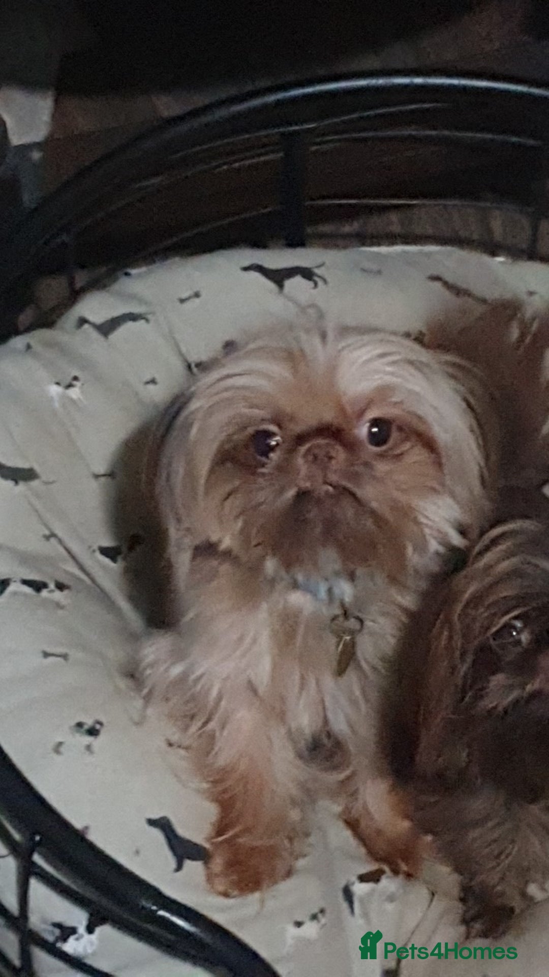 Shih Tzu dogs for stud: imperial orange/gold 1.7kg tiny boy for stud - Advert 5