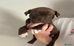 Mixed Breed dogs for sale: Olde English bulldog/ American bulldog - Image 13
