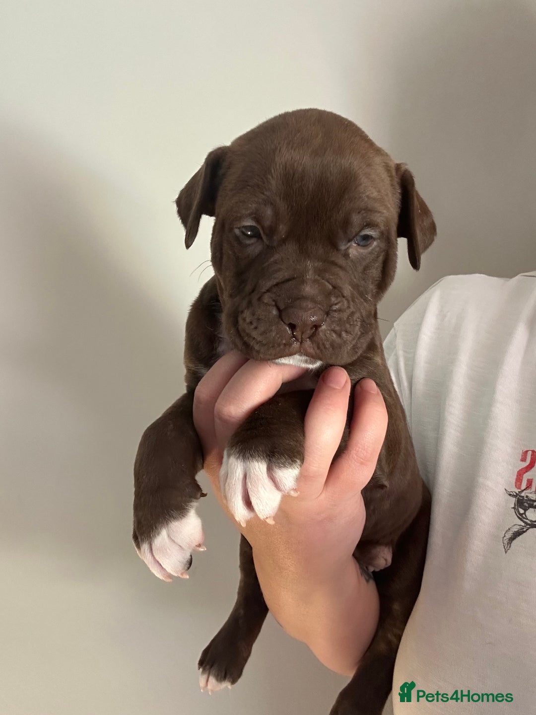 Mixed Breed dogs for sale: Olde English bulldog/ American bulldog - Image 13