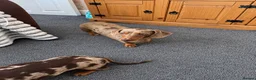 Miniature Dachshund dogs for sale: Honey & Mapel – Beautiful Dapple DachshundS - Advert 5