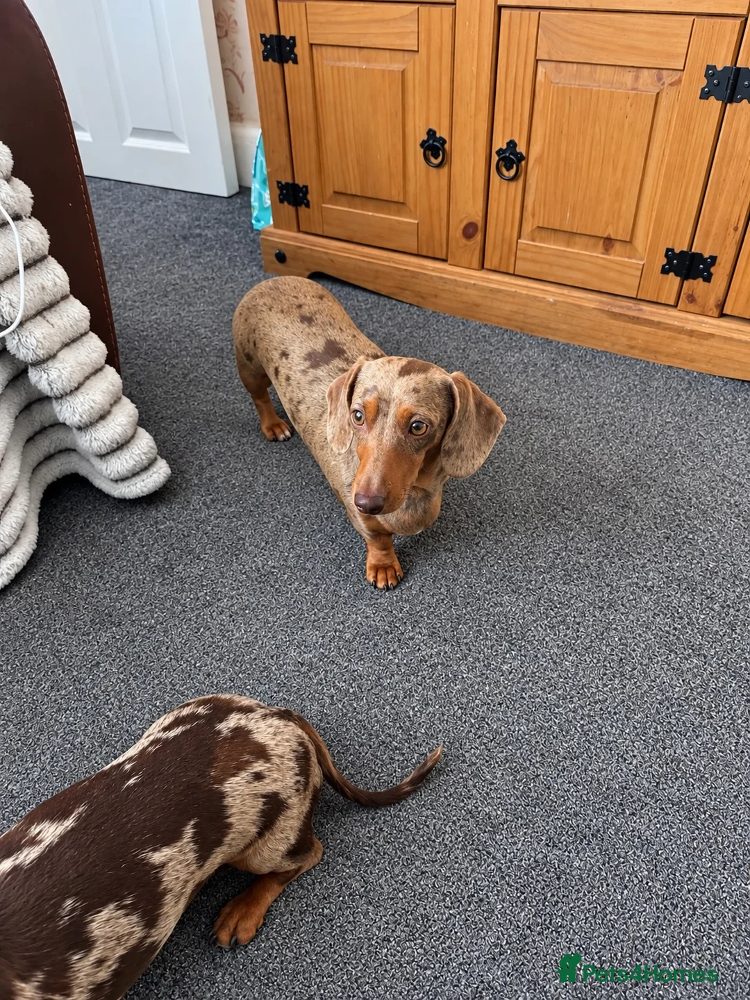 Miniature Dachshund dogs for sale: Honey & Mapel – Beautiful Dapple DachshundS - Advert 5
