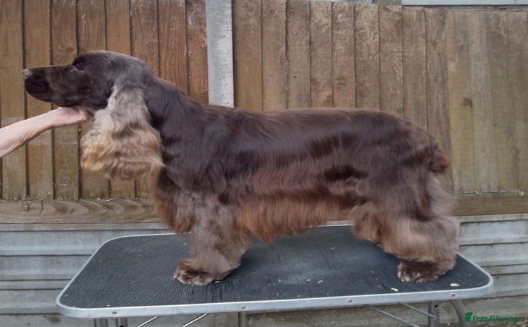 Cocker Spaniel dogs in Bristol - Advert 12