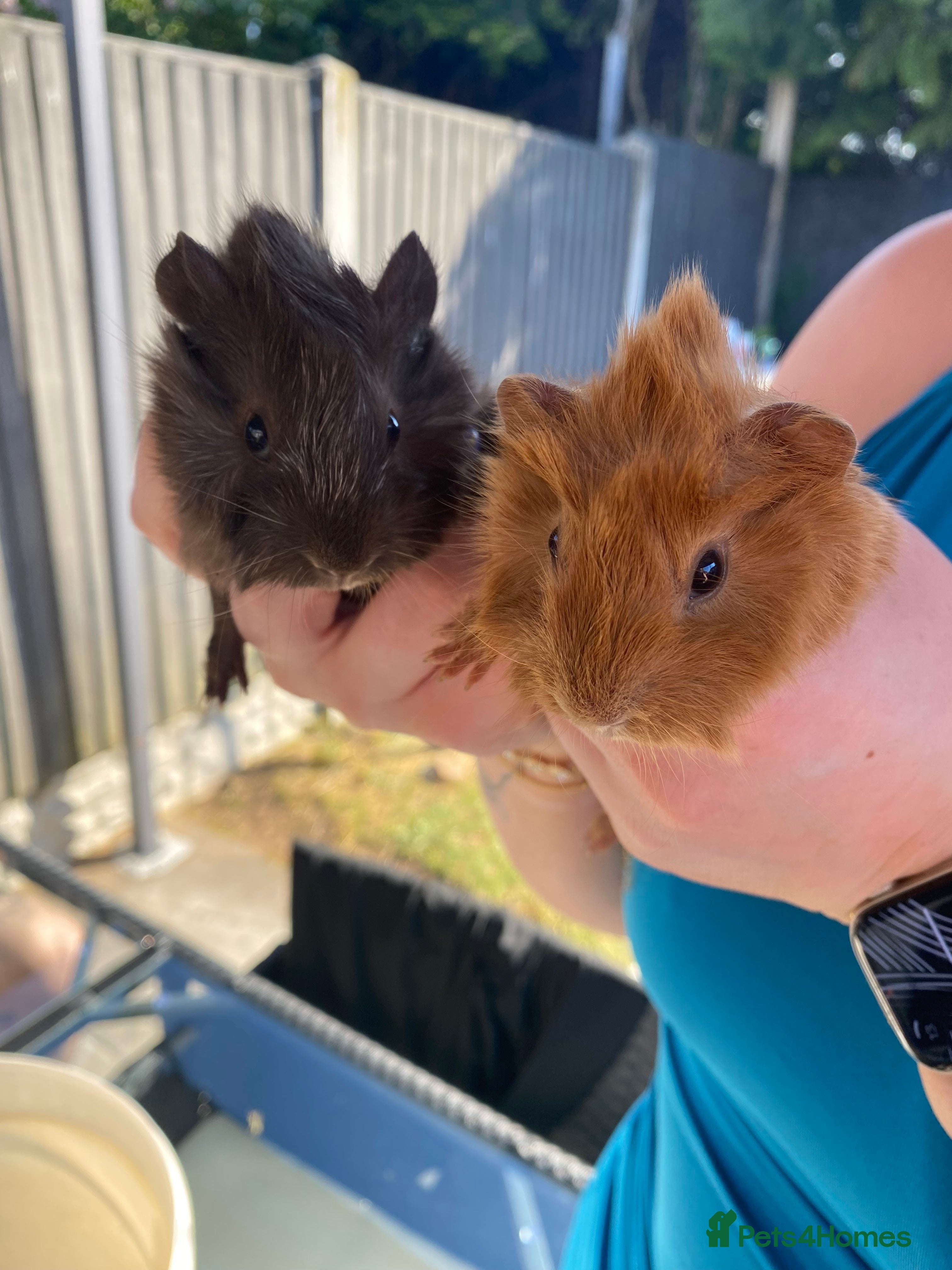 Guinea Pig rodents Mix male and female  - Advert 4
