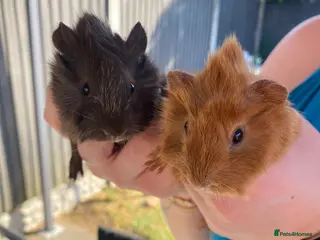 Guinea Pig rodents Mix male and female - Advert 1