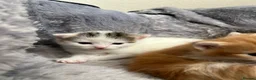 Mixed Breed cats for sale: 5 mixed breed kittens looking for a forever home - Advert 5