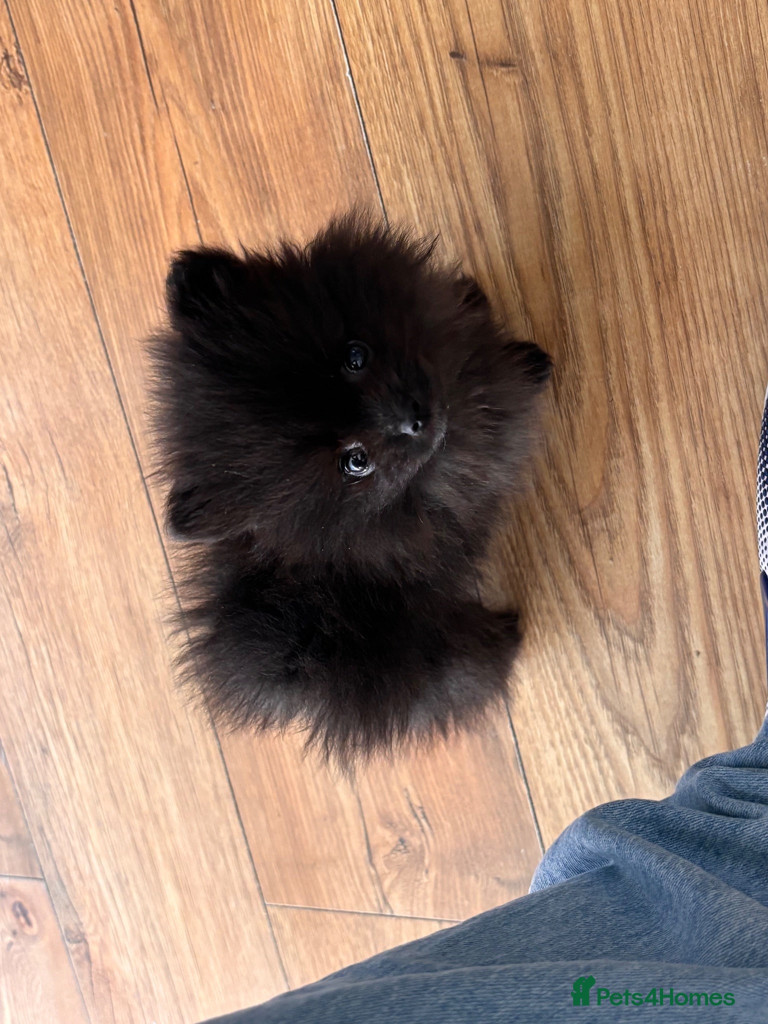 Pomeranian dogs Champion bloodlines Pomeranian  - Advert 1