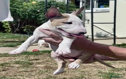 English Bull Terrier dogs for sale: English bull terrier pups for sale  - Image 10