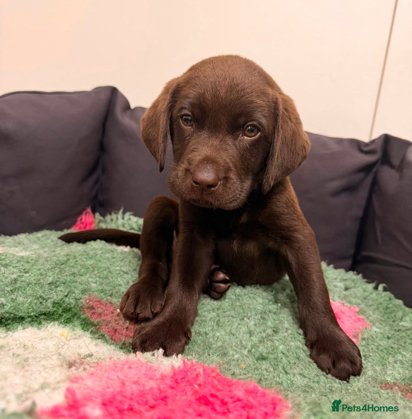 Labrador Retriever dogs 2 LEFT READY SOON KC CHOCOLATE LABRADOR PUPPIES - Advert 2