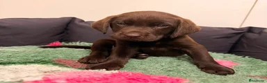 Labrador Retriever Red