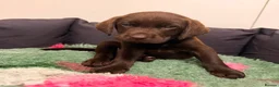 Labrador Retriever dogs for sale: 2 LEFT READY SOON KC CHOCOLATE LABRADOR PUPPIES - Advert 2