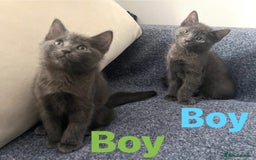 Ragdoll cats for sale: Adorable kittens ( Ragdoll cross) - Image 2