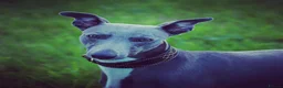 Whippet dogs for stud: Whippet stud dog in Somerton - Advert 5