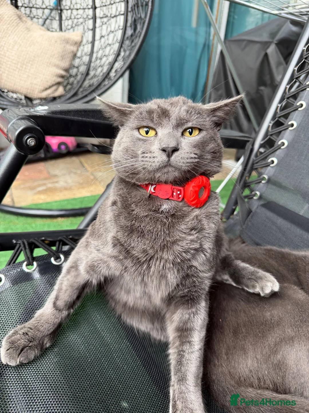 Russian Blue cats for sale: Beautiful Russian Blue Cat Looking for a New Home - Advert 1