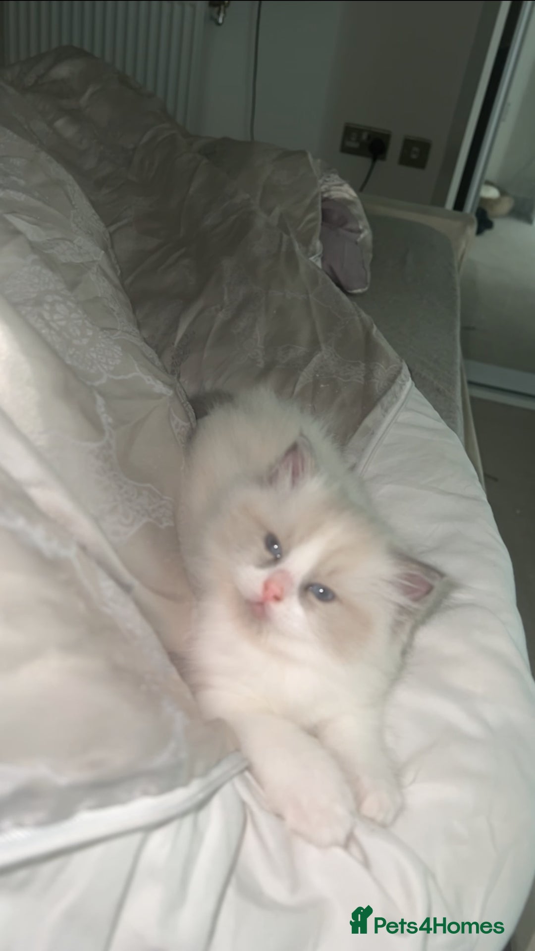 Ragdoll cats for sale: 😍 RARE BLUE LYNX POINT BICOLOR ENTIRE MALE 😍 - Image 7
