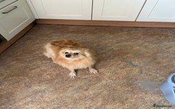 Pomeranian dogs for sale: Pomeranian 4 years old  - Image 5