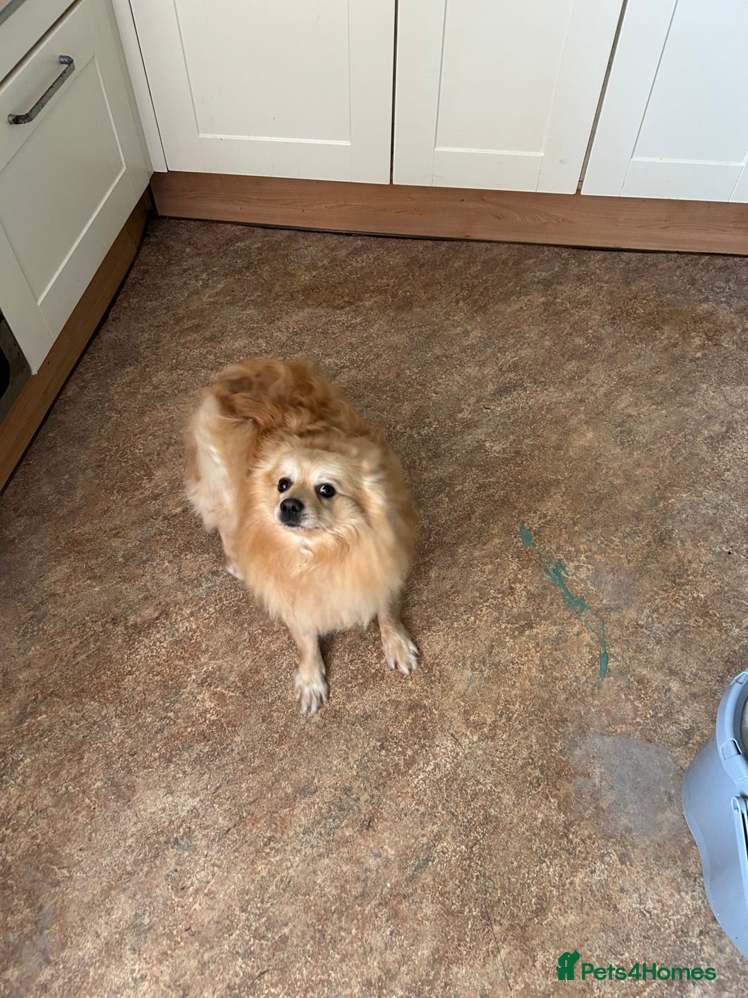 Pomeranian dogs for sale: Pomeranian 4 years old  - Image 5