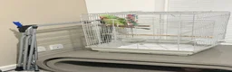 British Shorthair cats for sale: Beautiful alexandrine parrot - Advert 2