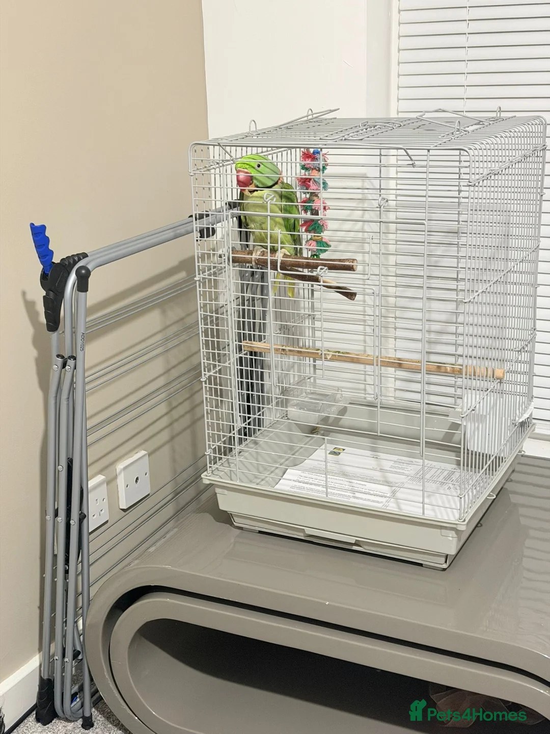 British Shorthair cats for sale: Beautiful alexandrine parrot - Advert 2