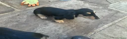 Dachshund dogs for sale: Dashound puppy’s - Advert 4
