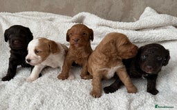 Cockapoo dogs for sale: 🐾Beautiful F2 cockapoos  🐾 - Image 17