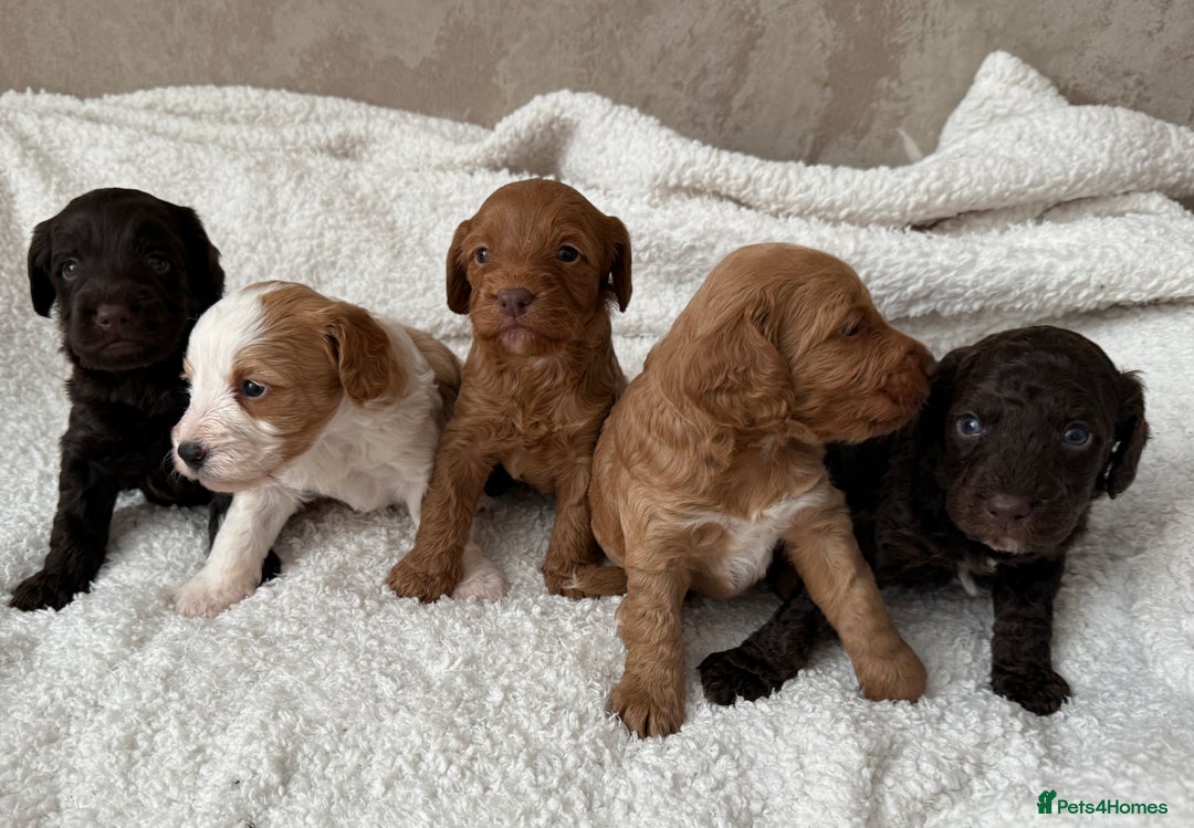 Cockapoo dogs for sale: 🐾Beautiful F2 cockapoos  🐾 - Image 17